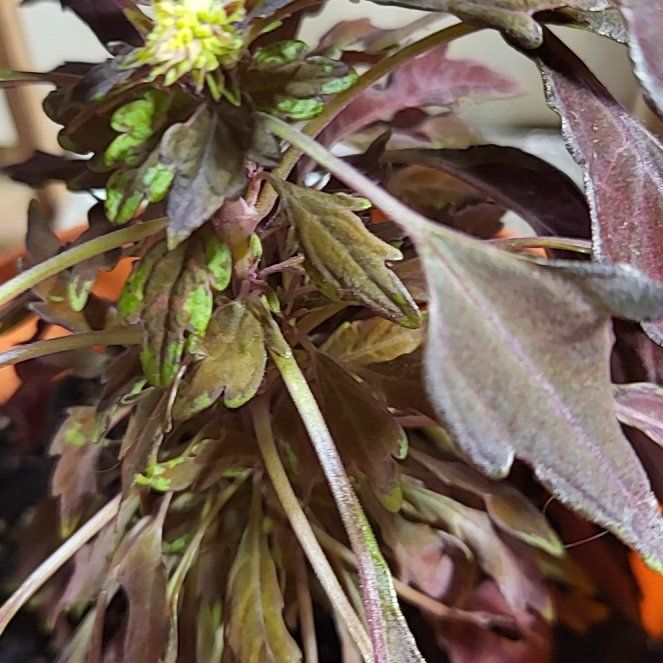 Photo of the plant species Coleus Flame Thrower Chipotle by @TwiztedHippie named Rhett on Greg, the plant care app