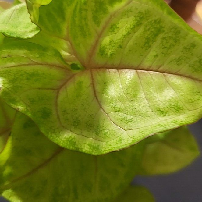 Photo of the plant species Neon Allusion Arrowhead Plant by @TwiztedHippie named Allie on Greg, the plant care app