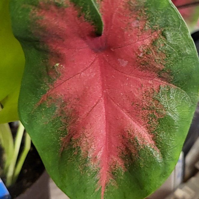 Photo of the plant species Caladium 'Frieda Hemple' by @TwiztedHippie named Frieda on Greg, the plant care app