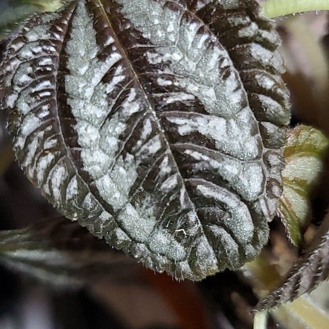 Photo of the plant species Pilea 'Pan Am' by @TwiztedHippie named Robert Plant on Greg, the plant care app