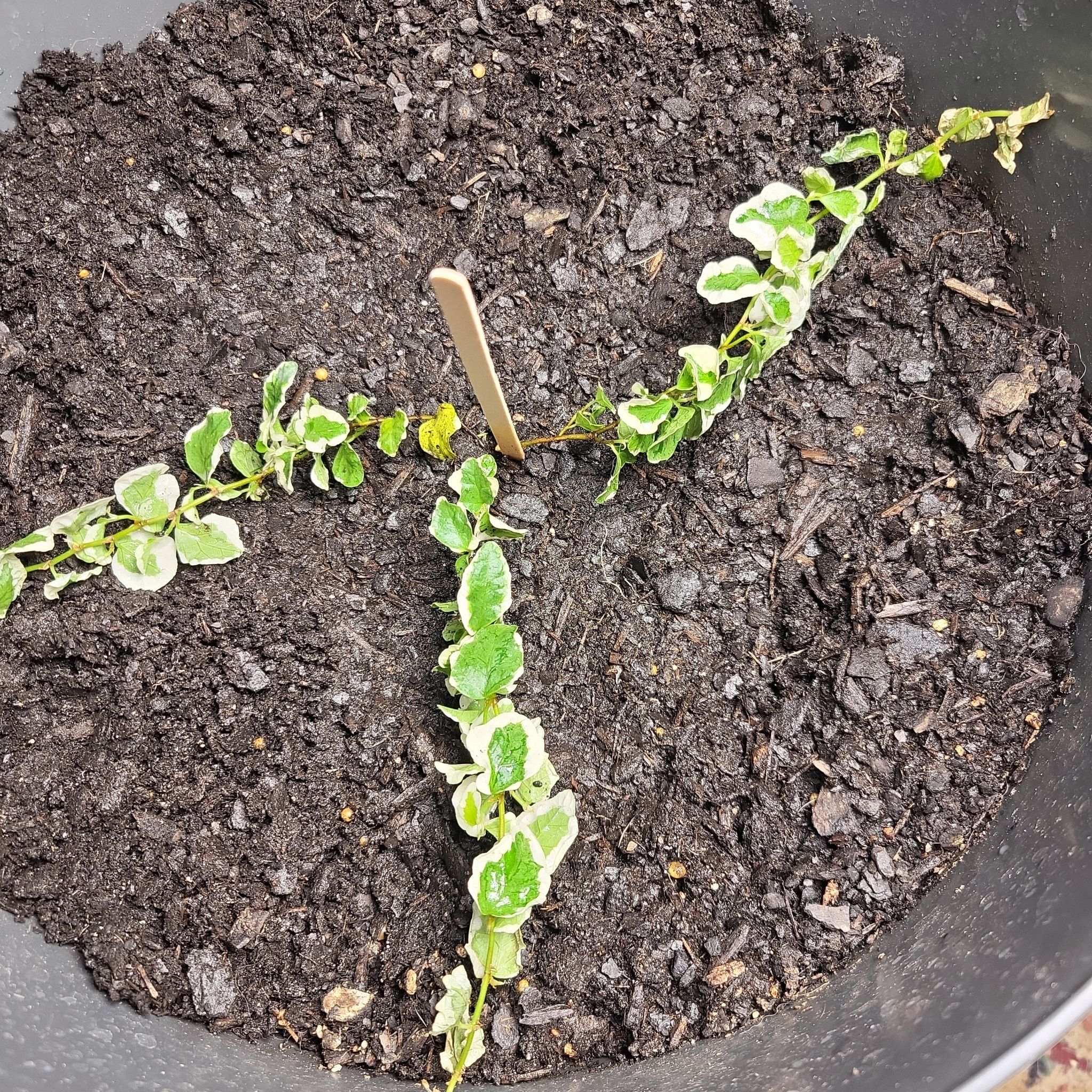 Photo of the plant species Verigated Creeping Fig by @TwiztedHippie named Figaro on Greg, the plant care app