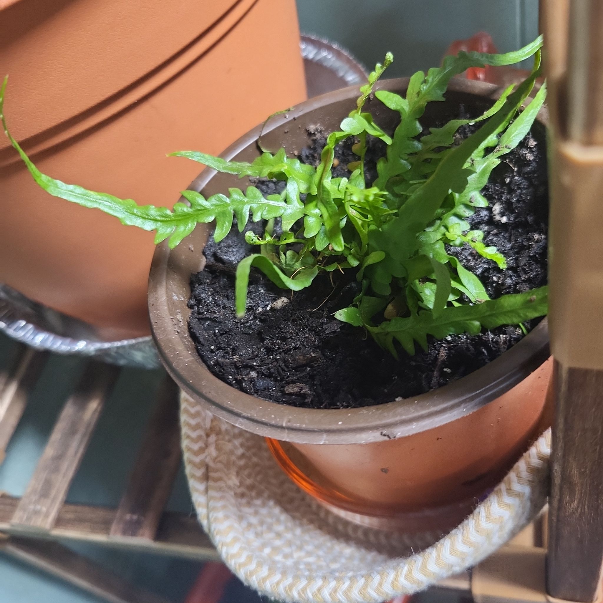 Photo of the plant species Fishbone cactus by @TwiztedHippie named Dory on Greg, the plant care app