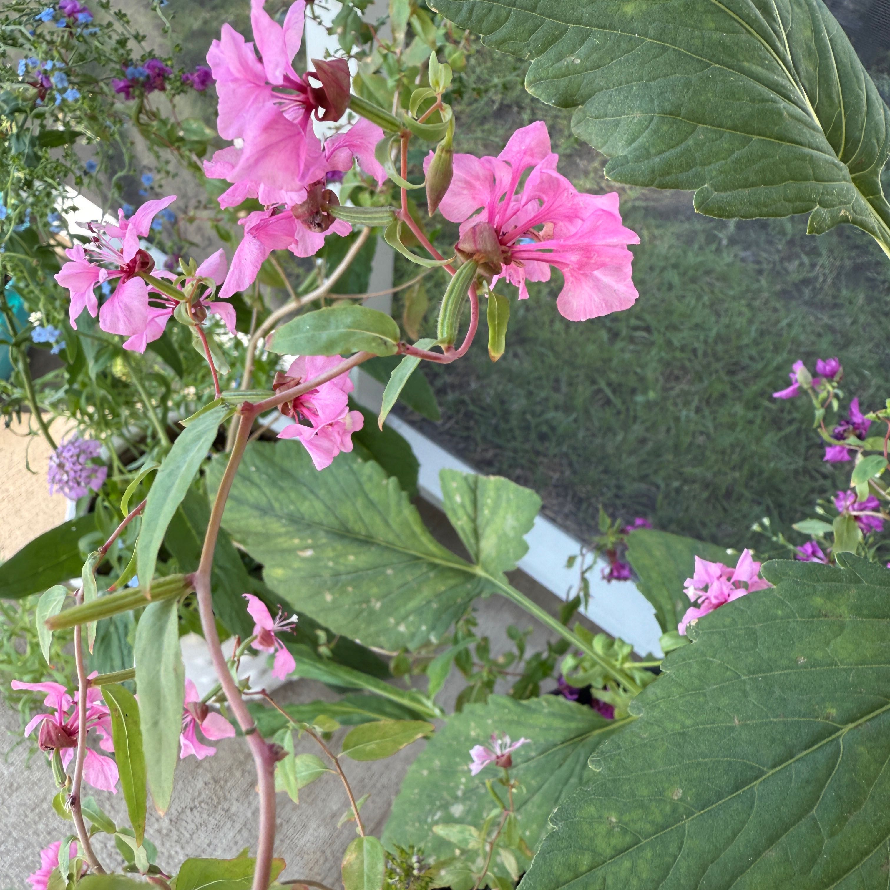 Photo of the plant species Clarkia by @FitLukasikii31 named Winston on Greg, the plant care app