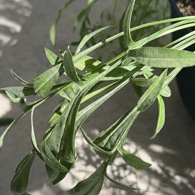 Photo of the plant species Prairie Sage by @FitLukasikii31 named Morgan Treeman on Greg, the plant care app