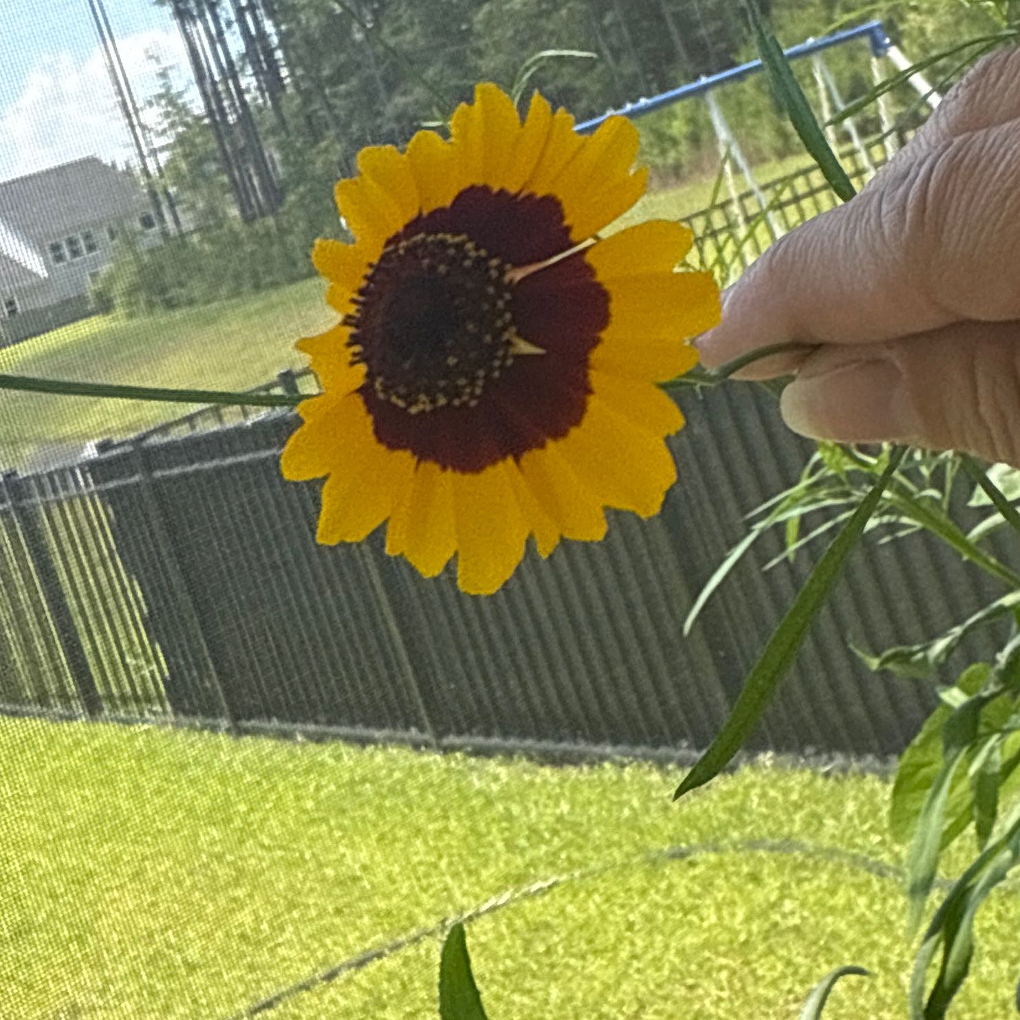 Photo of the plant species Atkinson's Tickseed by @FitLukasikii31 named Emerson on Greg, the plant care app