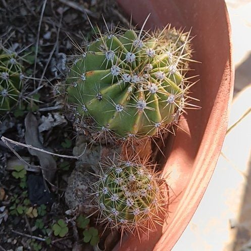 Photo of the plant species Argentine Giant by @HelpmateMullein named Emerson on Greg, the plant care app