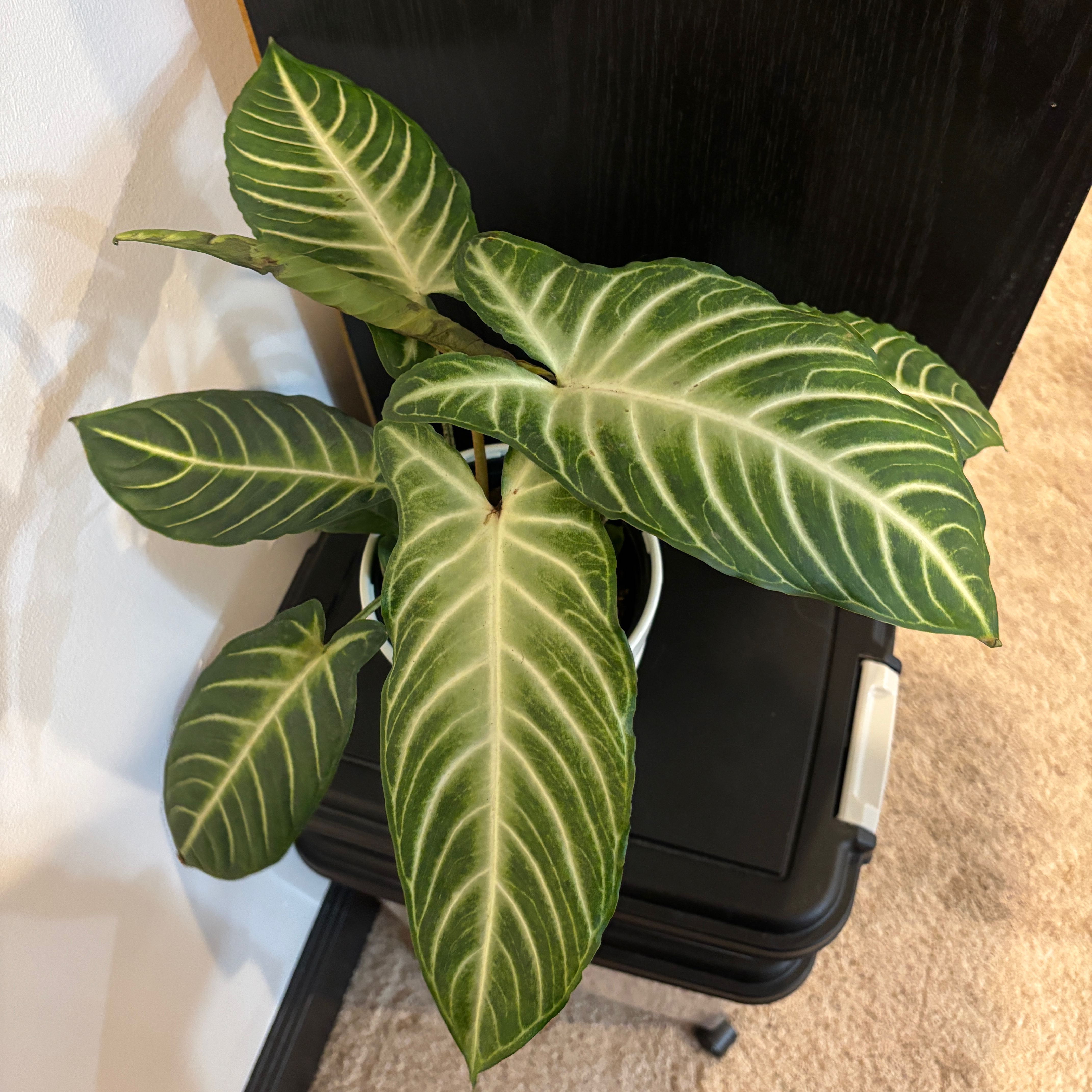 Photo of the plant species Magnificum by @kamkam432 named Magno Stift on Greg, the plant care app