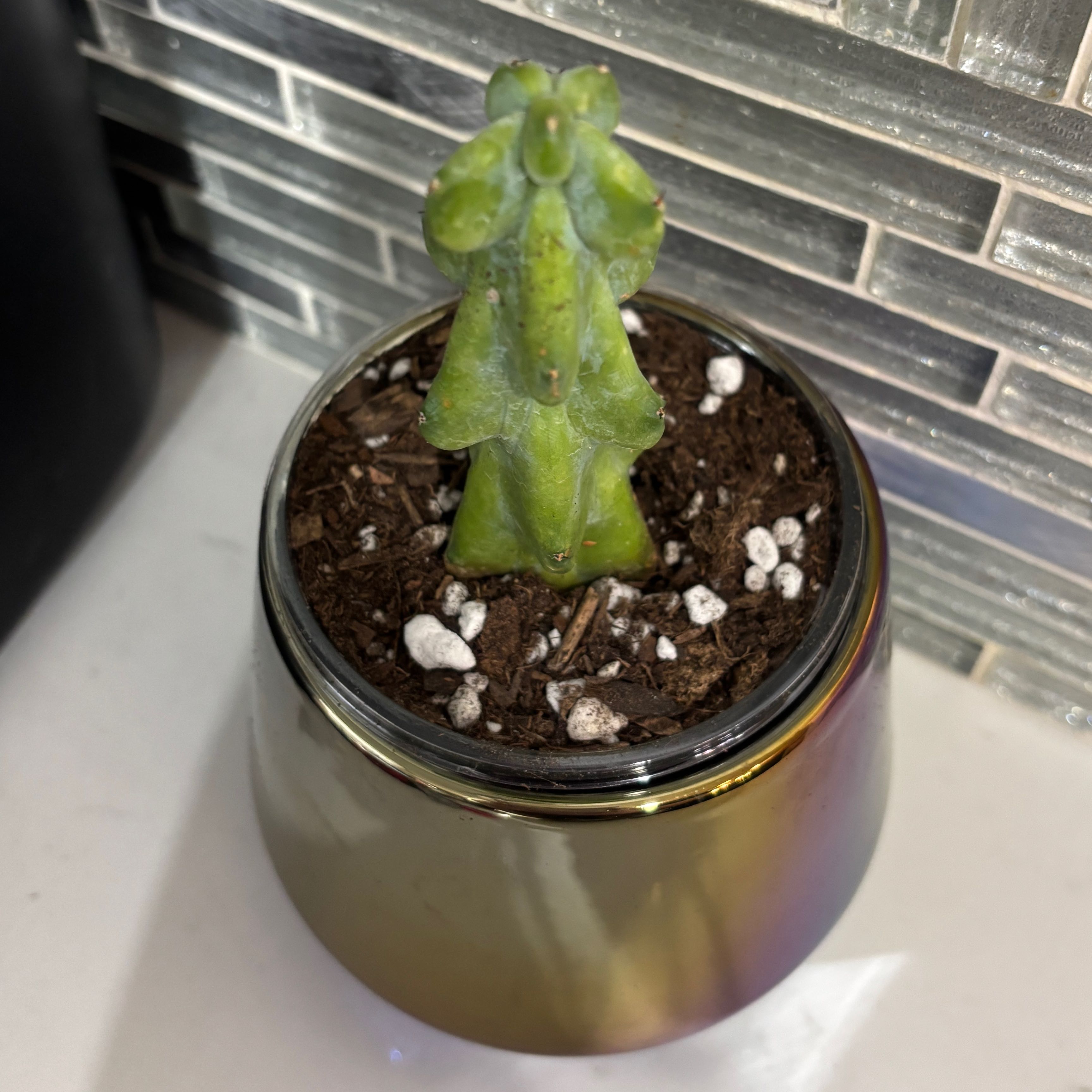 Photo of the plant species Boobie cactus by @kamkam432 named Boob on Greg, the plant care app