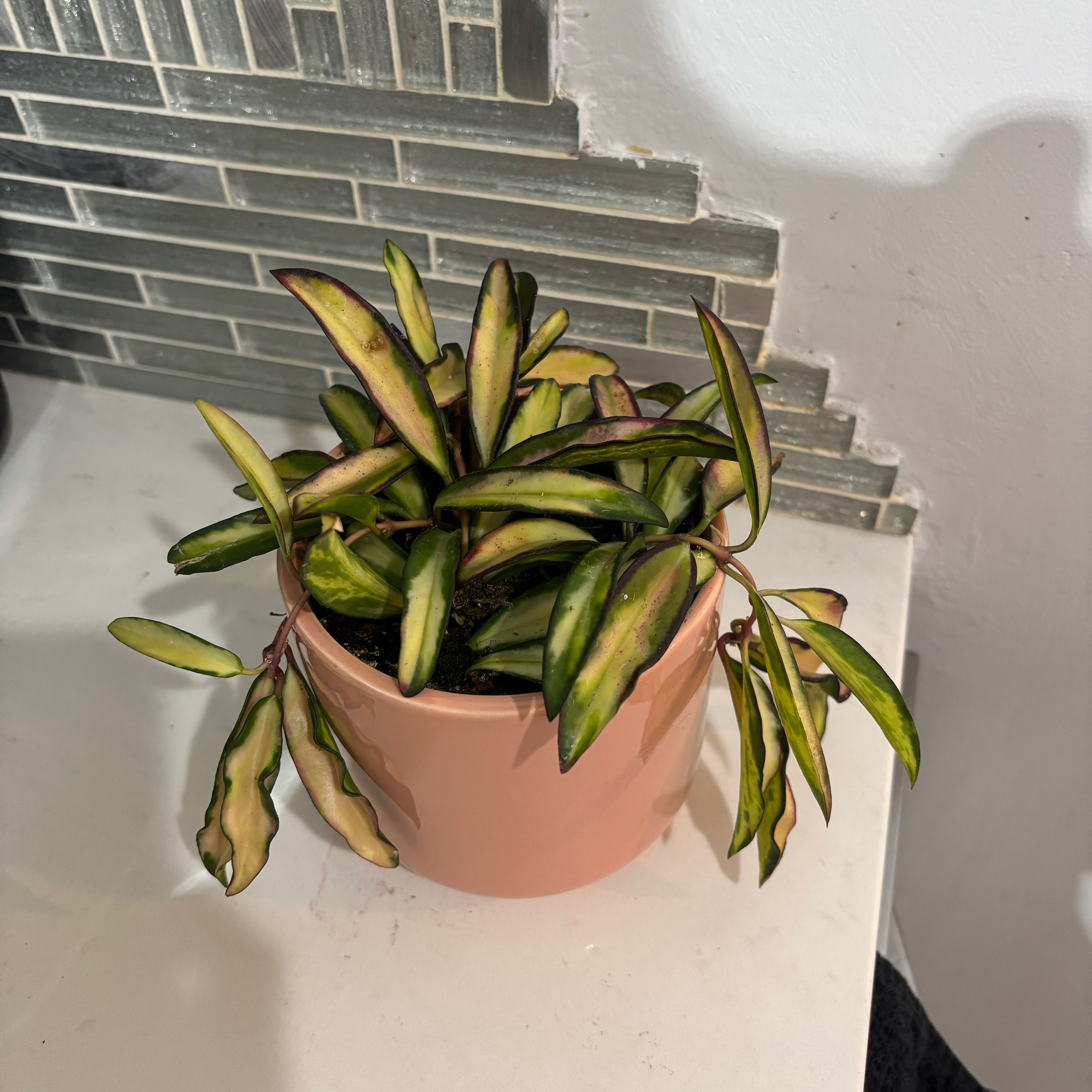 Photo of the plant species Stringbean Hoya by @kamkam432 named Malibu Barbie on Greg, the plant care app
