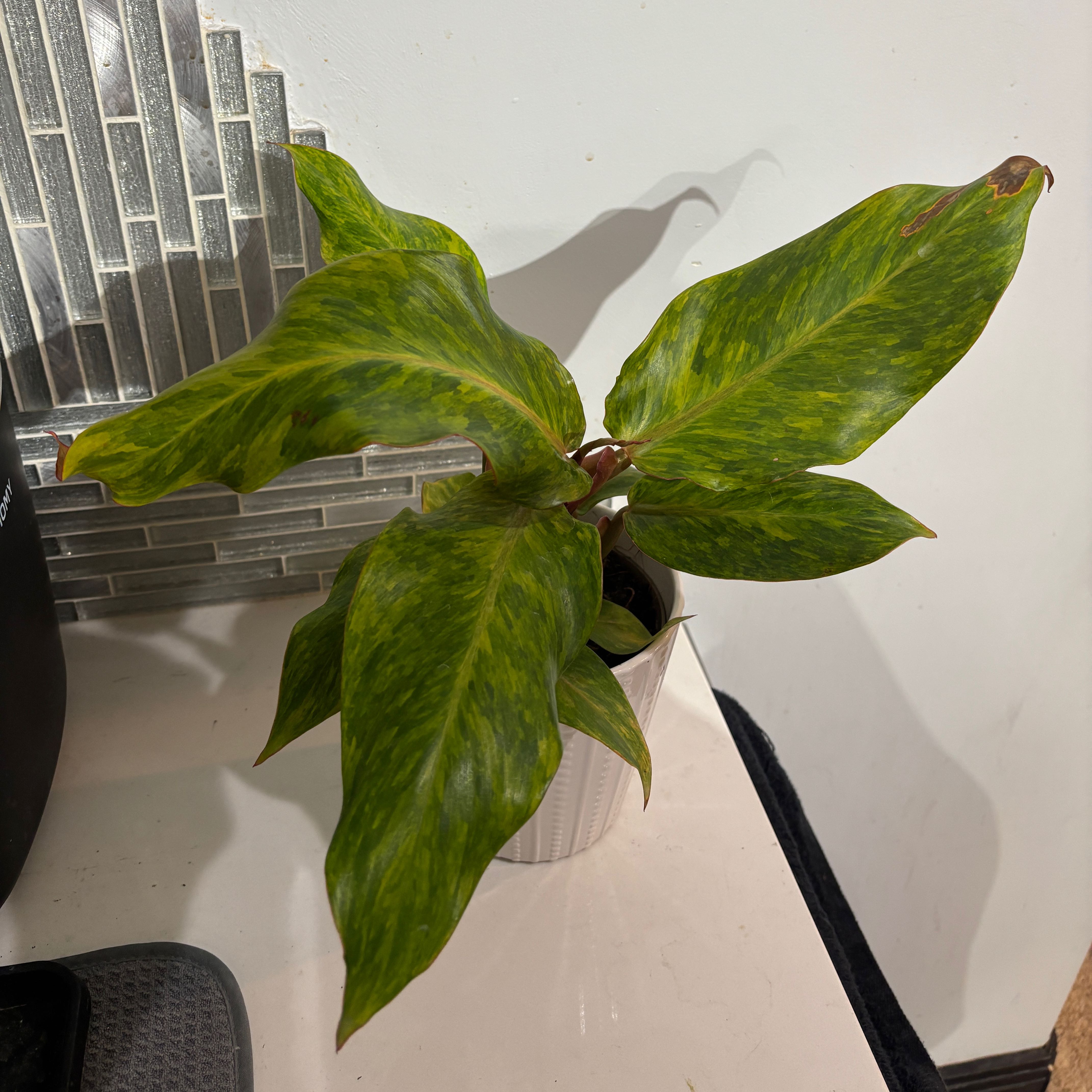 Photo of the plant species Orange Marmalade Philodendron by @kamkam432 named Van Gogh on Greg, the plant care app
