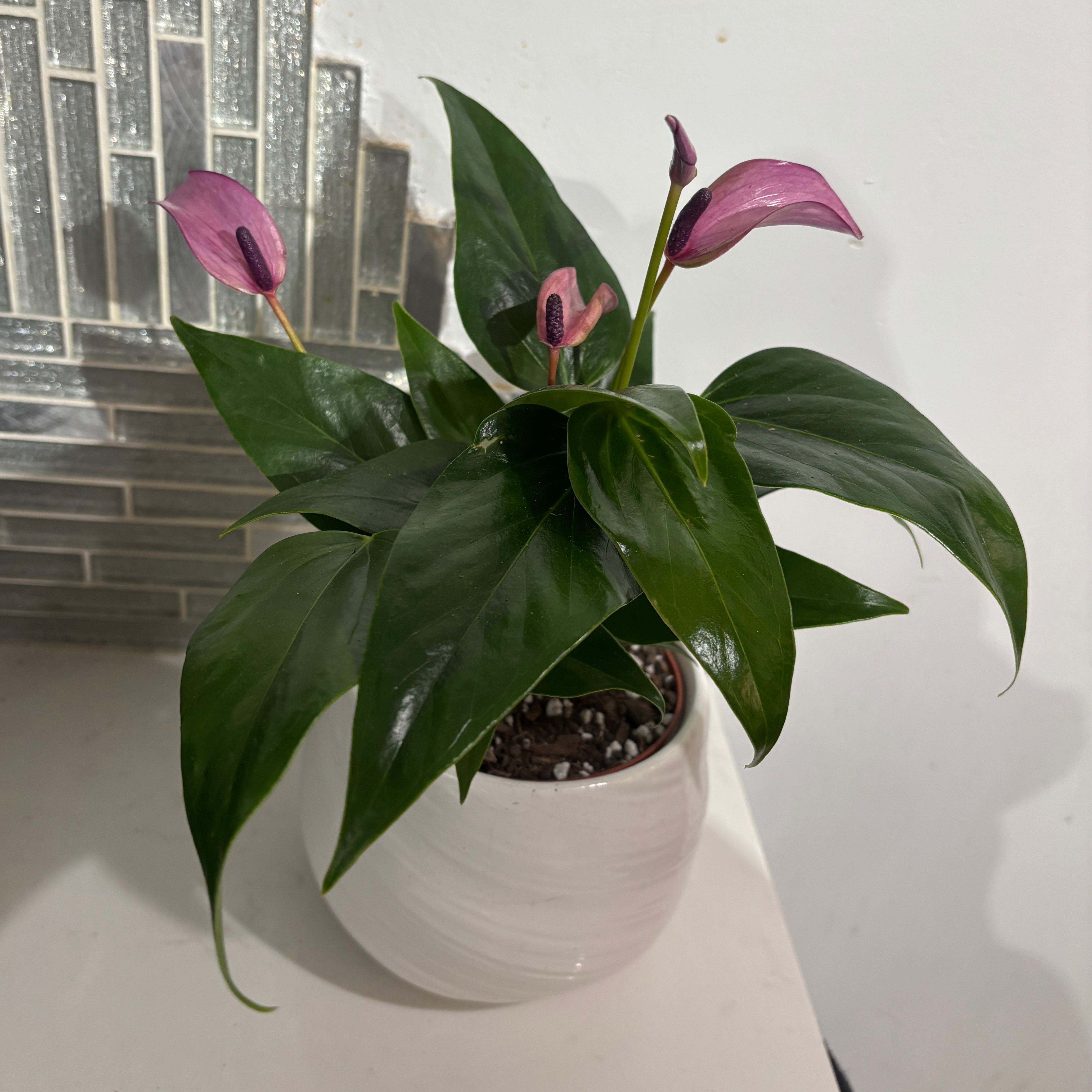 Photo of the plant species Anthurium Purple by @kamkam432 named Ella on Greg, the plant care app