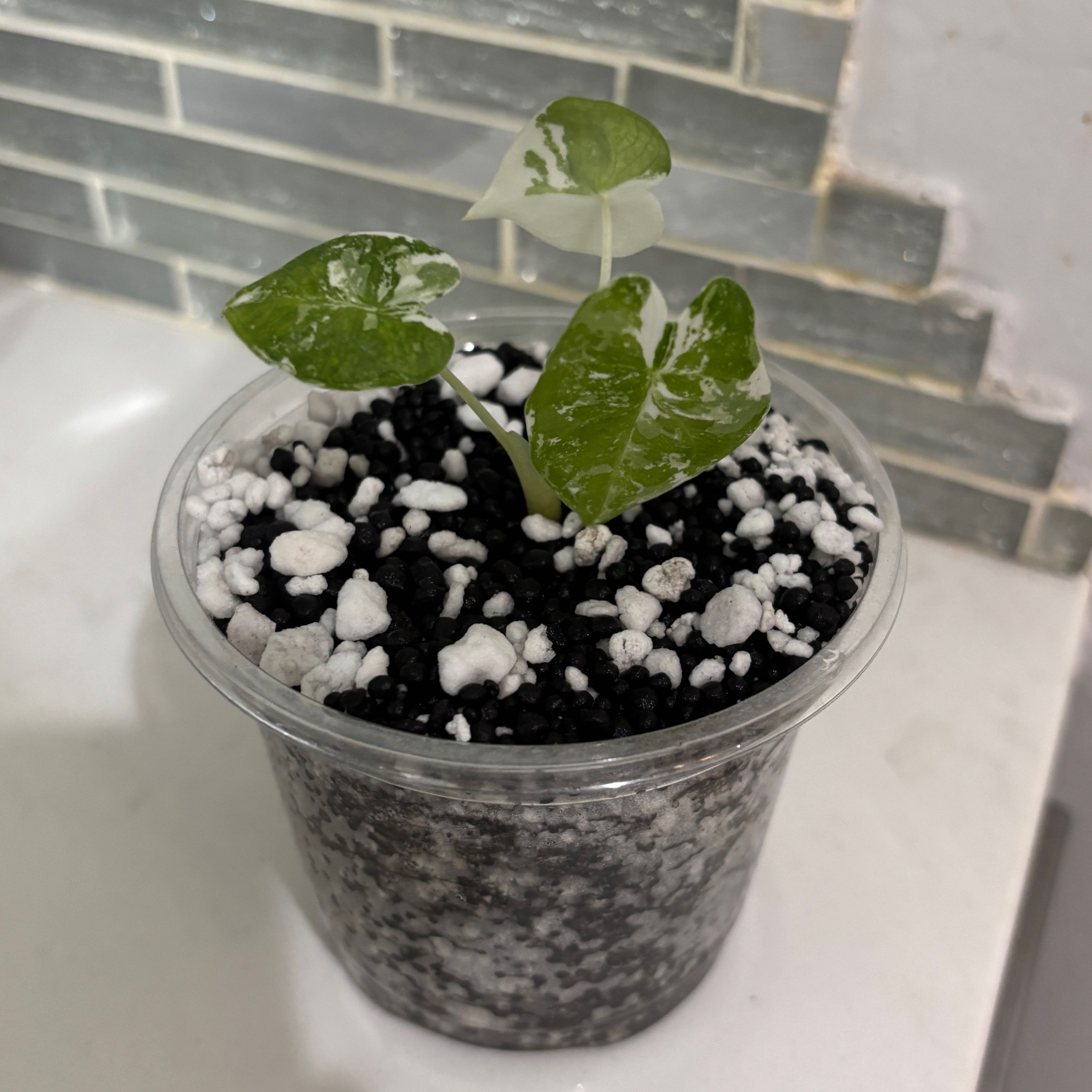 Photo of the plant species Alocacia Frydek Variagated by @kamkam432 named Finnick on Greg, the plant care app