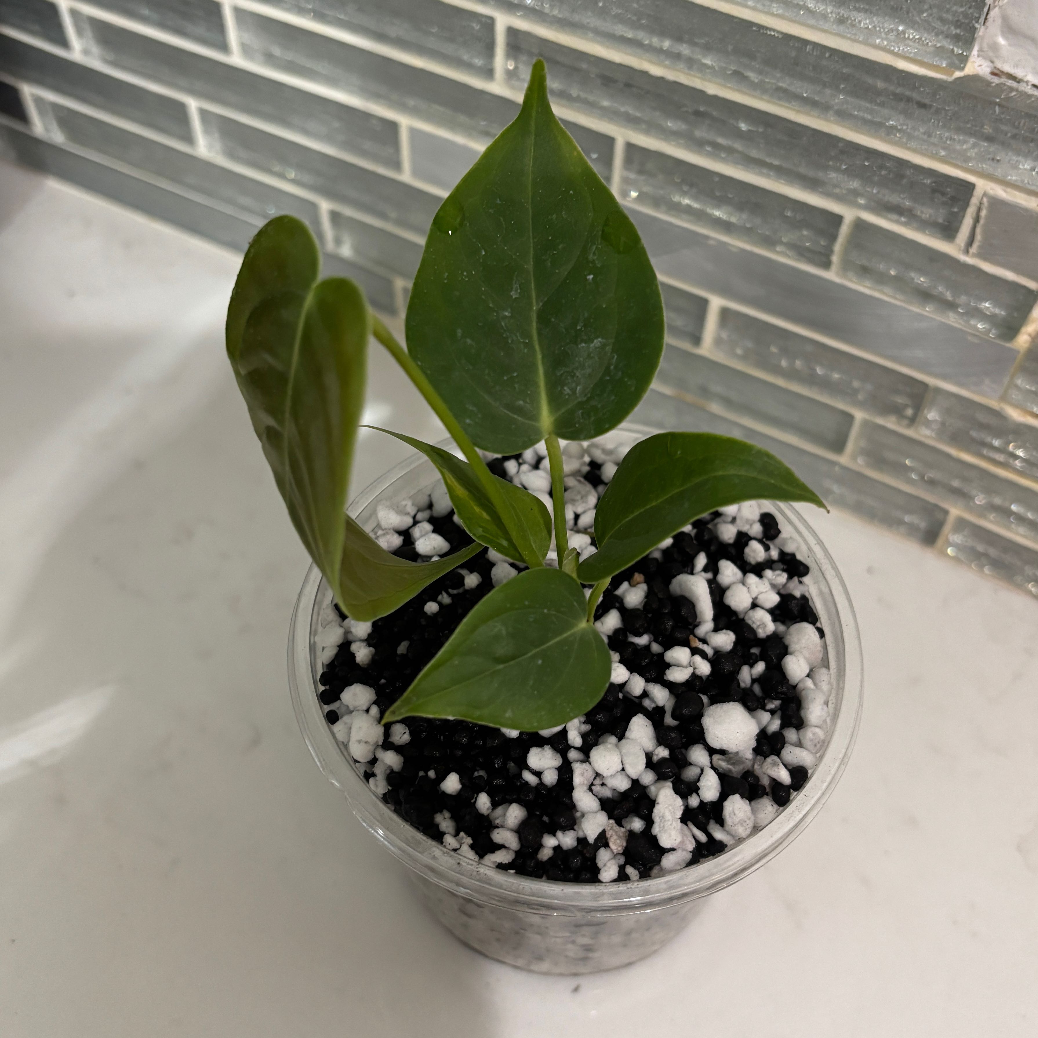 Photo of the plant species Anthurium veitchii by @kamkam432 named Leonardo on Greg, the plant care app