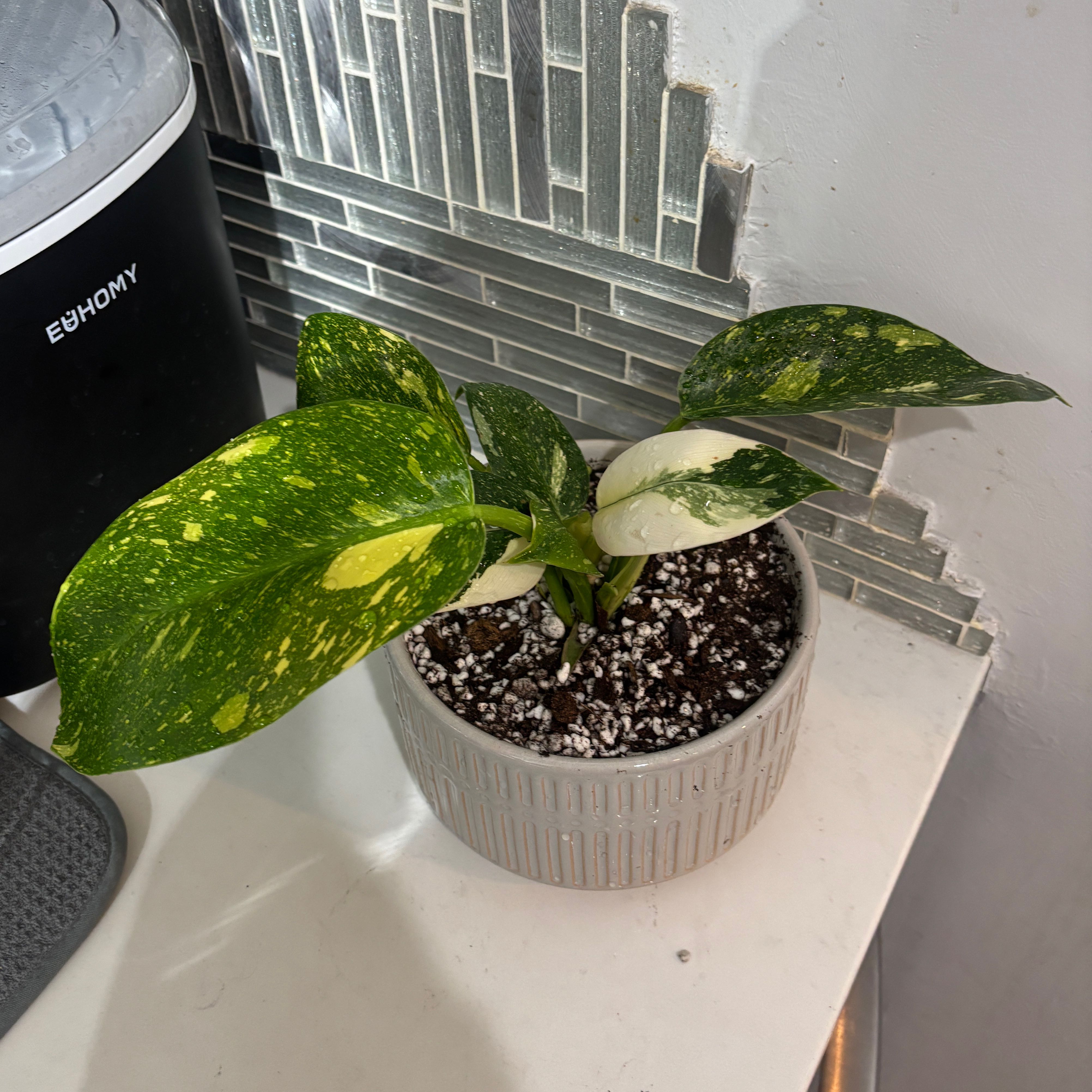 Photo of the plant species Green Congo by @kamkam432 named Kylian Mbappé on Greg, the plant care app
