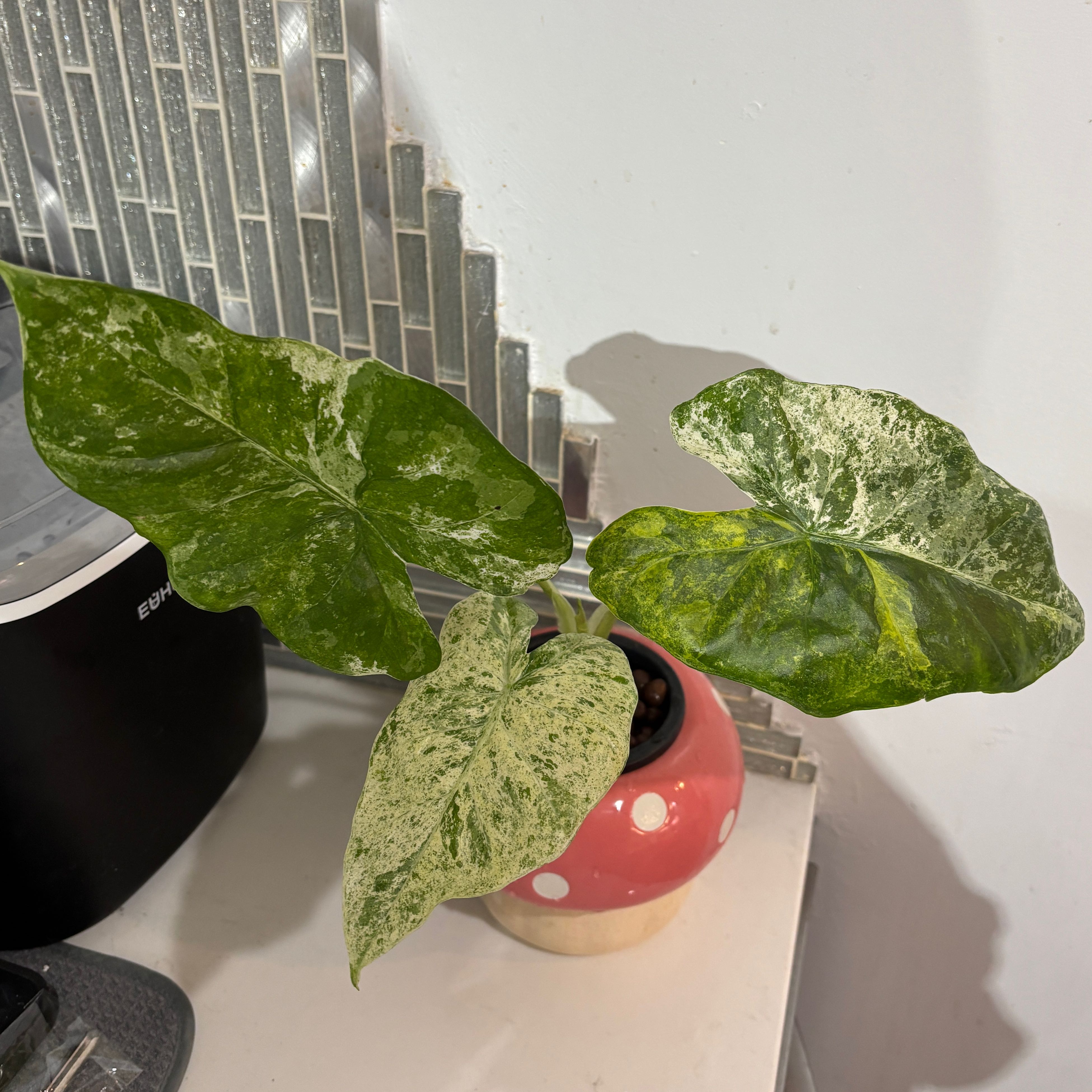 Photo of the plant species Alocasia Blizzard Elephants Ear by @kamkam432 named Moonflow on Greg, the plant care app