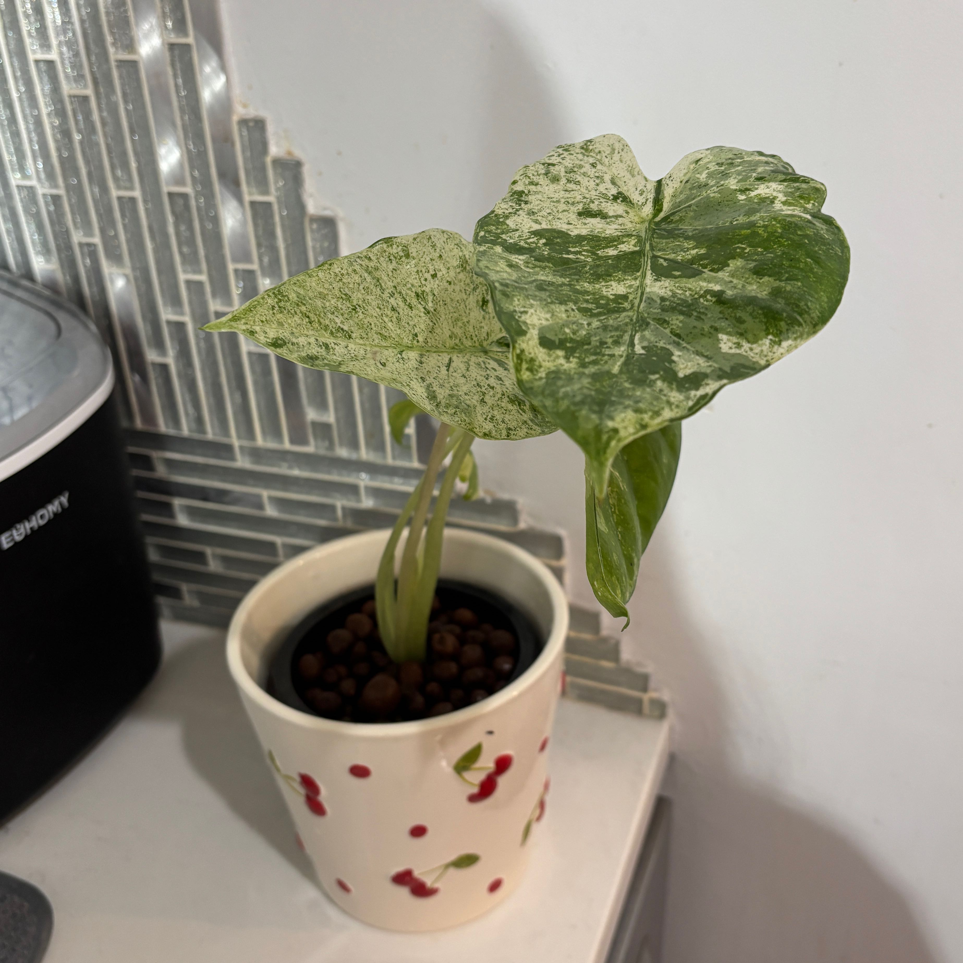 Photo of the plant species Alocasia Blizzard Elephants Ear by @kamkam432 named Ice King on Greg, the plant care app