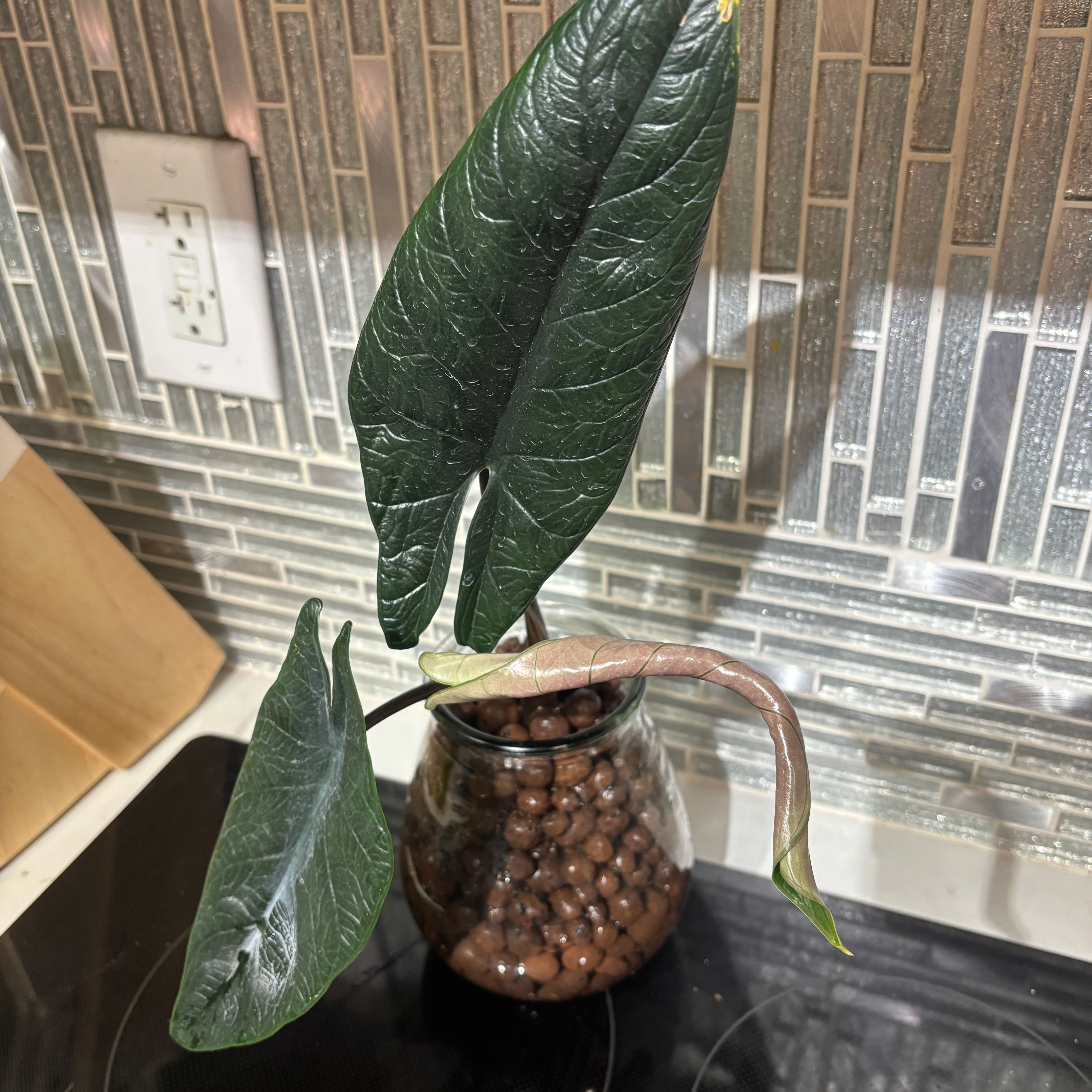 Photo of the plant species Pink Dragon by @kamkam432 named Raxtus on Greg, the plant care app