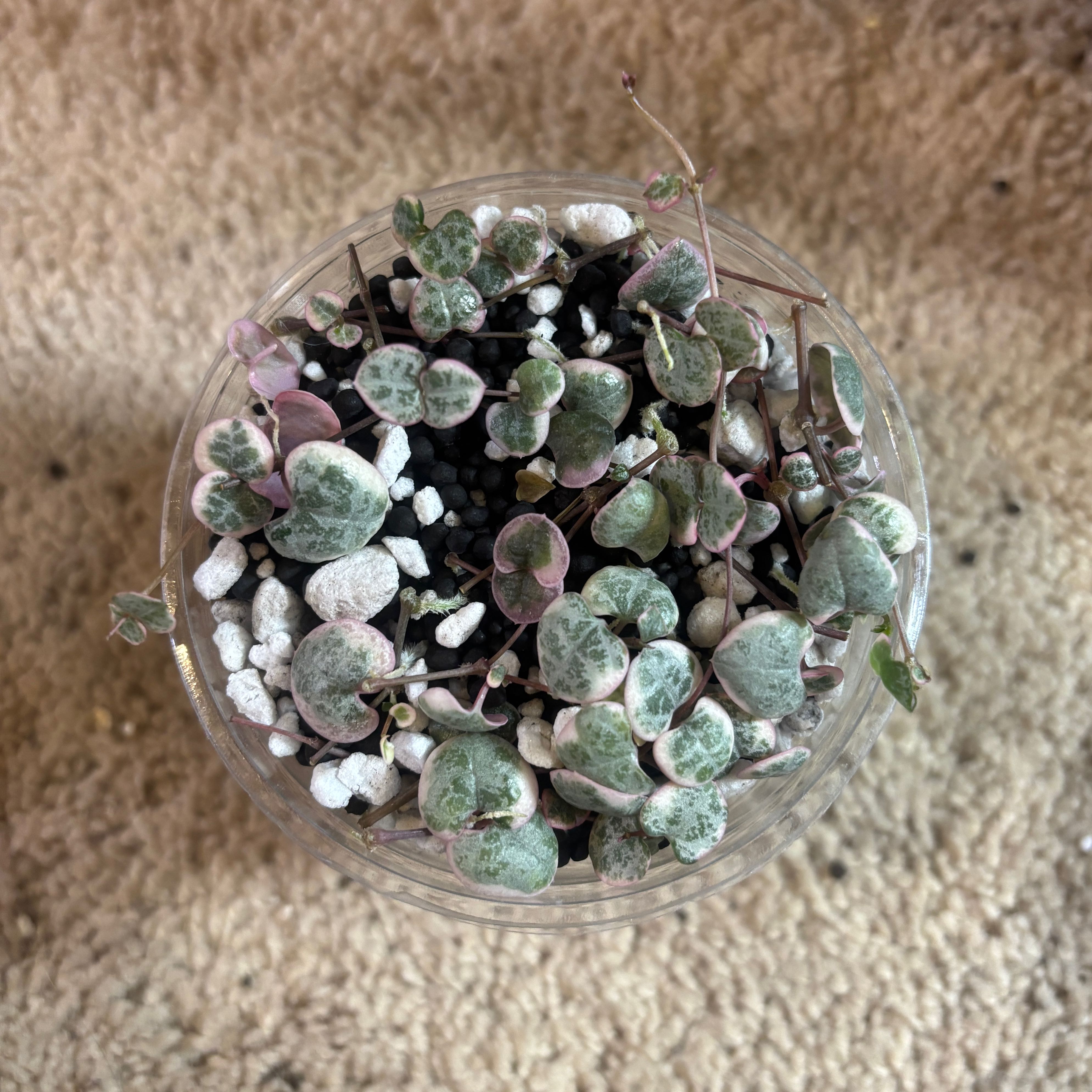 Photo of the plant species variegated string of hearts by @kamkam432 named Peeta on Greg, the plant care app