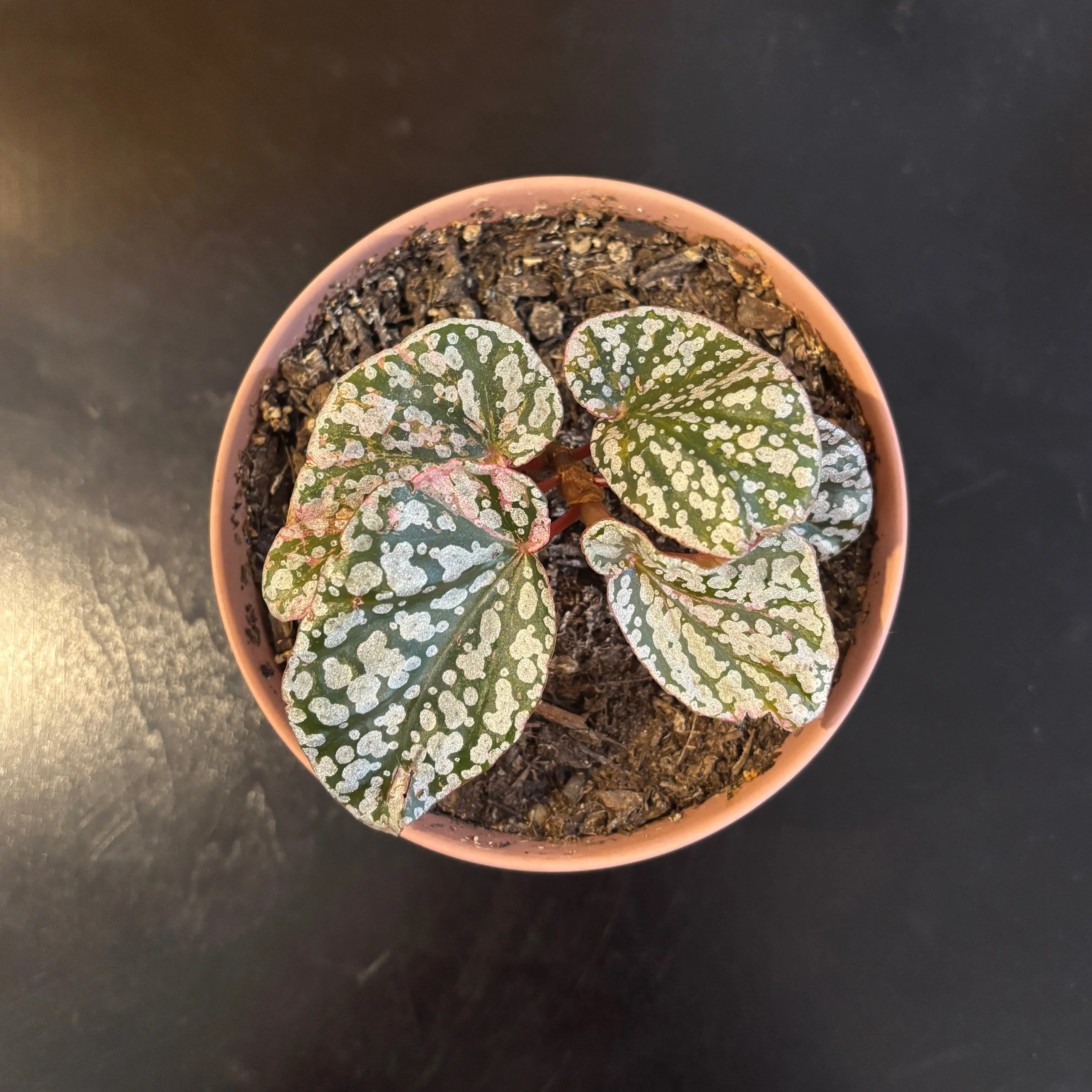 Photo of the plant species Begonia rex-cultorum 'Snow Capped' by @kamkam432 named Zlatan on Greg, the plant care app