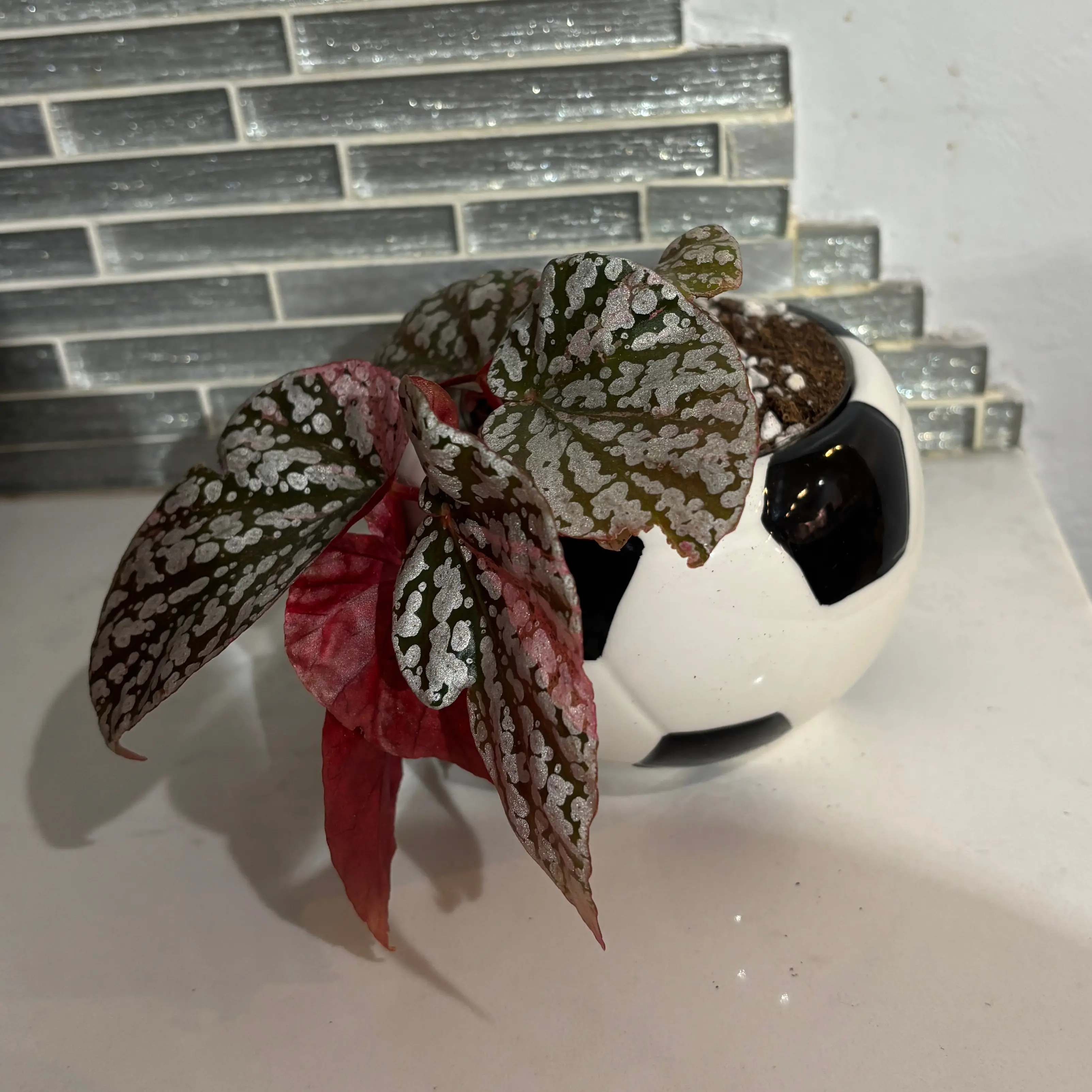Photo of the plant species Begonia rex-cultorum 'Snow Capped' by @kamkam432 named Zlatan on Greg, the plant care app