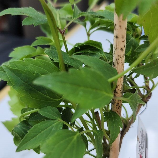 Photo of the plant species Virgin's Bower by @ZestfulLentil9 named Sol on Greg, the plant care app