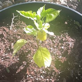 Photo of the plant species Sugar Rush Peach Pepper by @CrispMastic49 named Plato on Greg, the plant care app