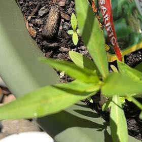 Photo of the plant species Alligatorweed by @ProBeech79 named Rosa on Greg, the plant care app