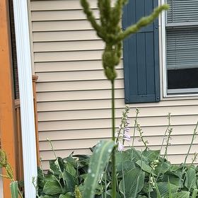 Photo of the plant species Common Teasel by @ProBeech79 named Sol on Greg, the plant care app