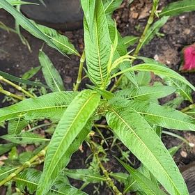 Photo of the plant species Willow Weed by @ProBeech79 named Ronaldo on Greg, the plant care app