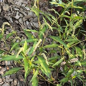 Photo of the plant species Willow Weed by @ProBeech79 named Michelle Branch on Greg, the plant care app