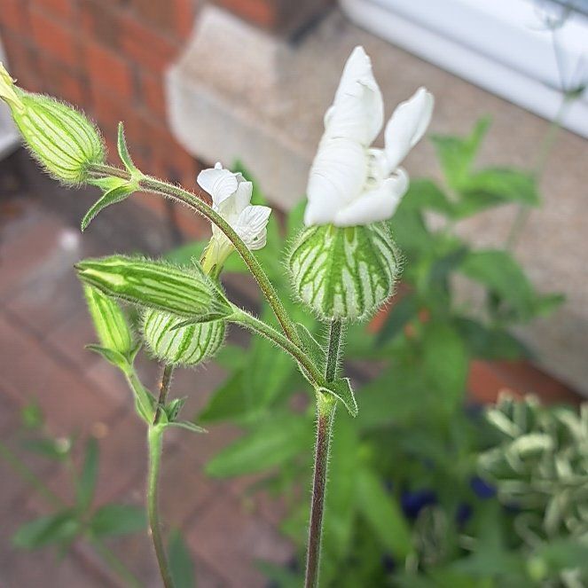 Photo of the plant species Bladder Campion by @ComicalPomelo29 named Sol on Greg, the plant care app