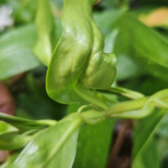 Photo of the plant species Asiatic Dayflower by @PositiveOxlip52 named Elina on Greg, the plant care app