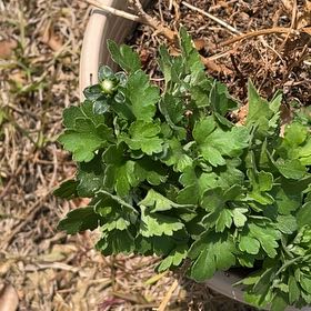 Photo of the plant species Feverfew by @AwaitedRedcap57 named Foxxy on Greg, the plant care app