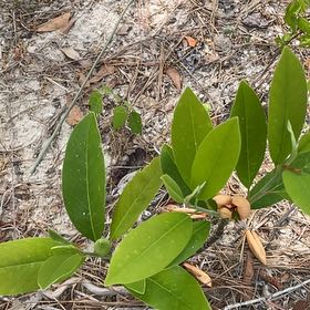 Photo of the plant species Sweetbay Magnolia by @AwaitedRedcap57 named Rainier on Greg, the plant care app