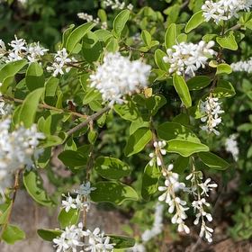 Photo of the plant species Chinese Privet by @AwaitedRedcap57 named Apollo on Greg, the plant care app