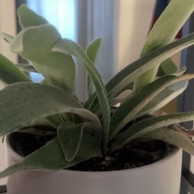 Photo of the plant species Elkhorn Fern by @BestHopsage55 named Fernie Saunders on Greg, the plant care app