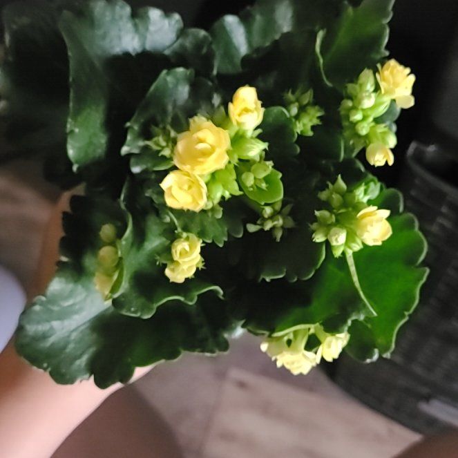 Photo of the plant species Kalanchoe blossfeldiana 'Yellow' by @GrownTanekaha31 named Achilles on Greg, the plant care app