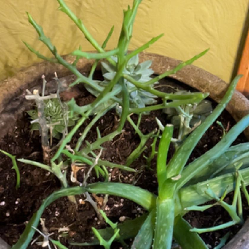 Photo of the plant species Euphorbia stenoclada by @Howtobeswell named Sigmund on Greg, the plant care app