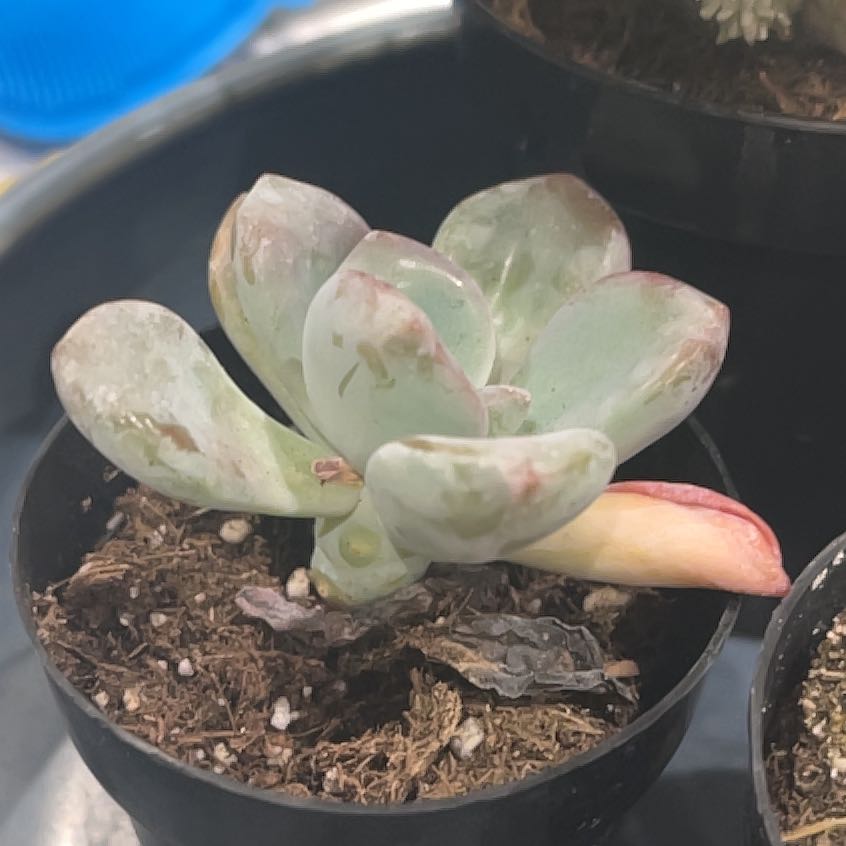 Photo of the plant species Graptopetalum pentandrum 'Murasaki' by @Clausewriter named ChloroPhil on Greg, the plant care app