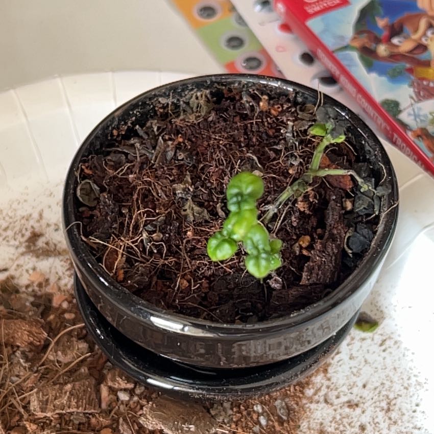 Photo of the plant species Bubble Plant by @WinPuriri38 named Bubblicious on Greg, the plant care app