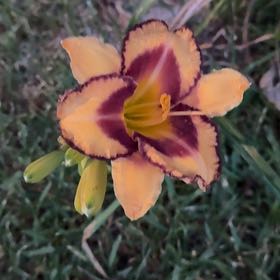 Photo of the plant species Wandflower by @FestivePomelo60 named Messi on Greg, the plant care app