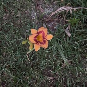 Photo of the plant species Wandflower by @FestivePomelo60 named Winston on Greg, the plant care app