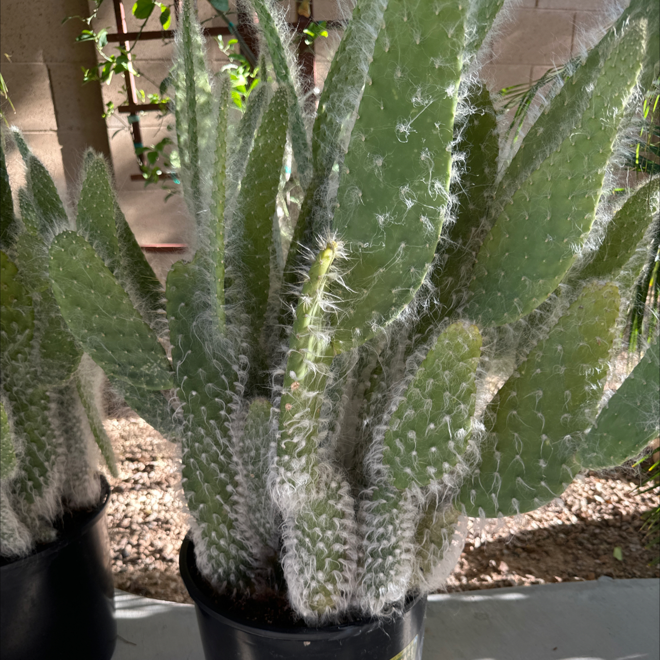 Photo of the plant species Prickly Pear Snow by @UniquePepper32 named Craig’s Snow Catus on Greg, the plant care app