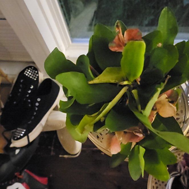Photo of the plant species Assorted Euphorbia by @SocialBonsi87 named Foxxy on Greg, the plant care app