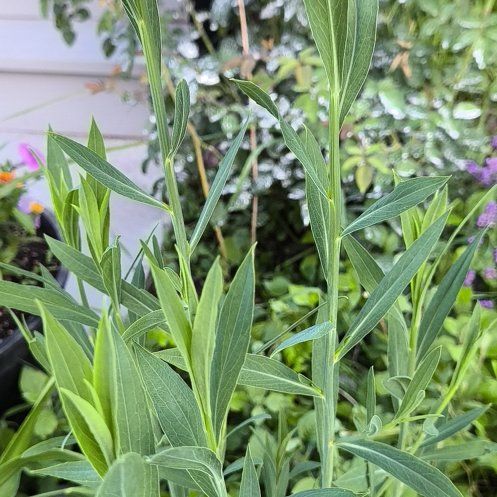 Photo of the plant species Flowering Flax by @TranquilRedtree named Sol on Greg, the plant care app