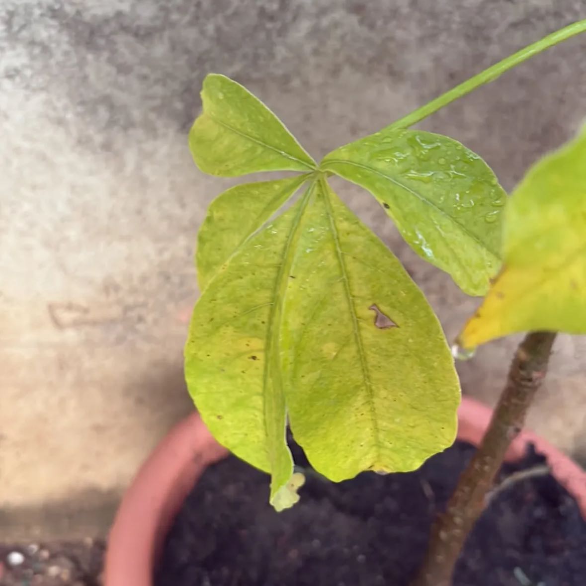 Photo of the plant species Baobab by @FancyNoni5 named Queen on Greg, the plant care app