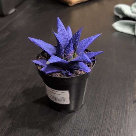 Photo of the plant species Kosmik Kaktus by @SharpPurei74 named Walt on Greg, the plant care app