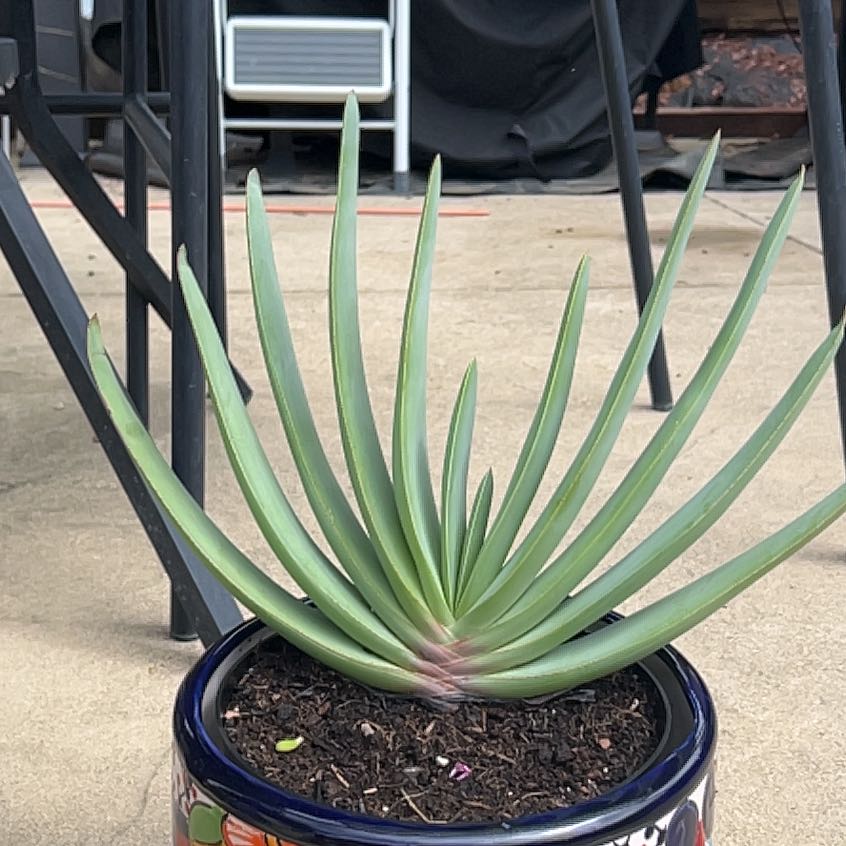 Photo of the plant species Fan Aloe by @NoblyPrasium named Daphne on Greg, the plant care app