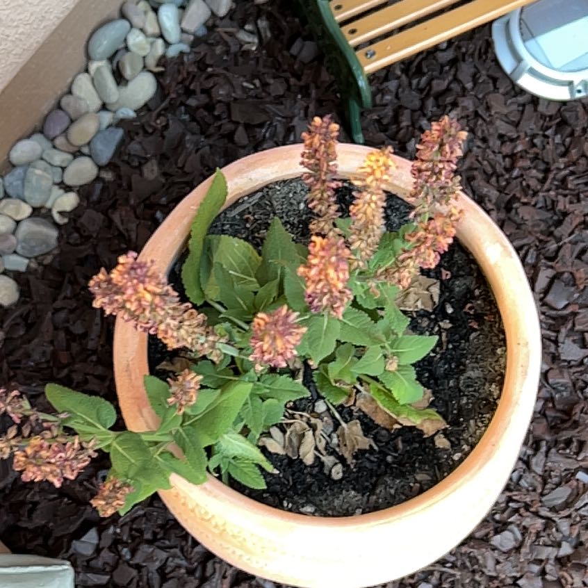 Photo of the plant species Wood Sage 'Rose Marvel' by @NoblyPrasium named Plato on Greg, the plant care app