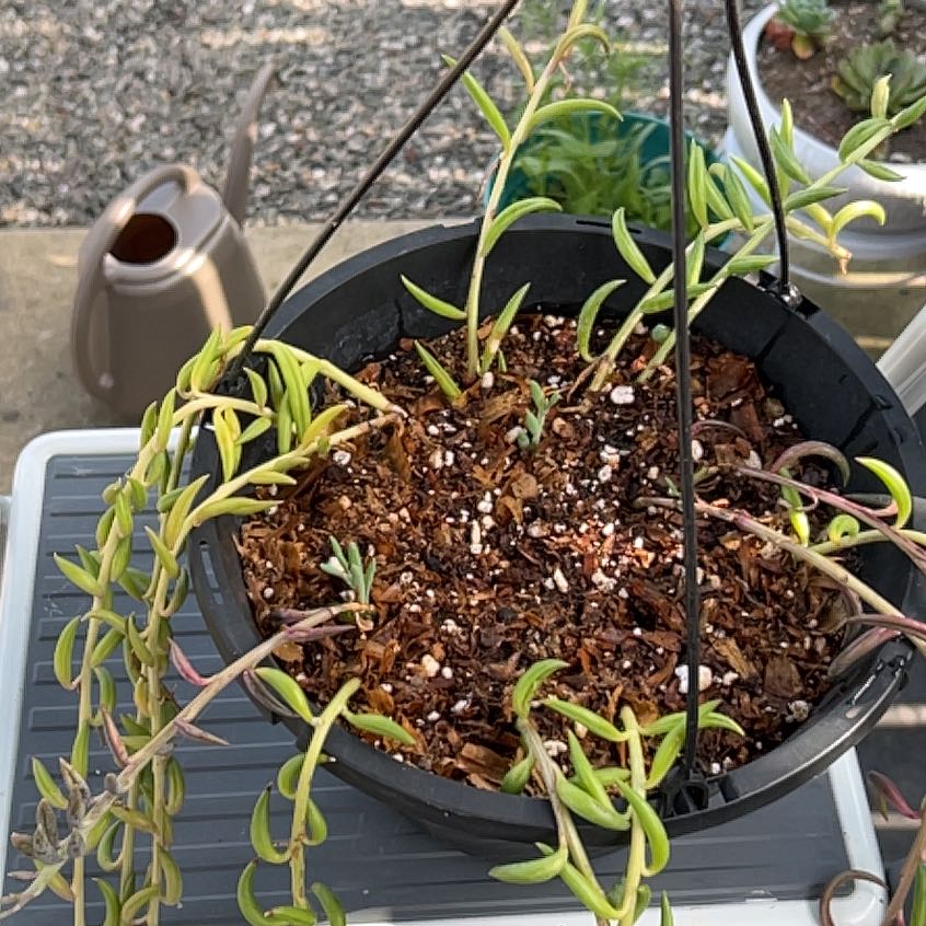Photo of the plant species Fish Hook Senecio by @NoblyPrasium named Marley on Greg, the plant care app